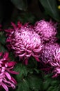 Beautiful chrysanthemum